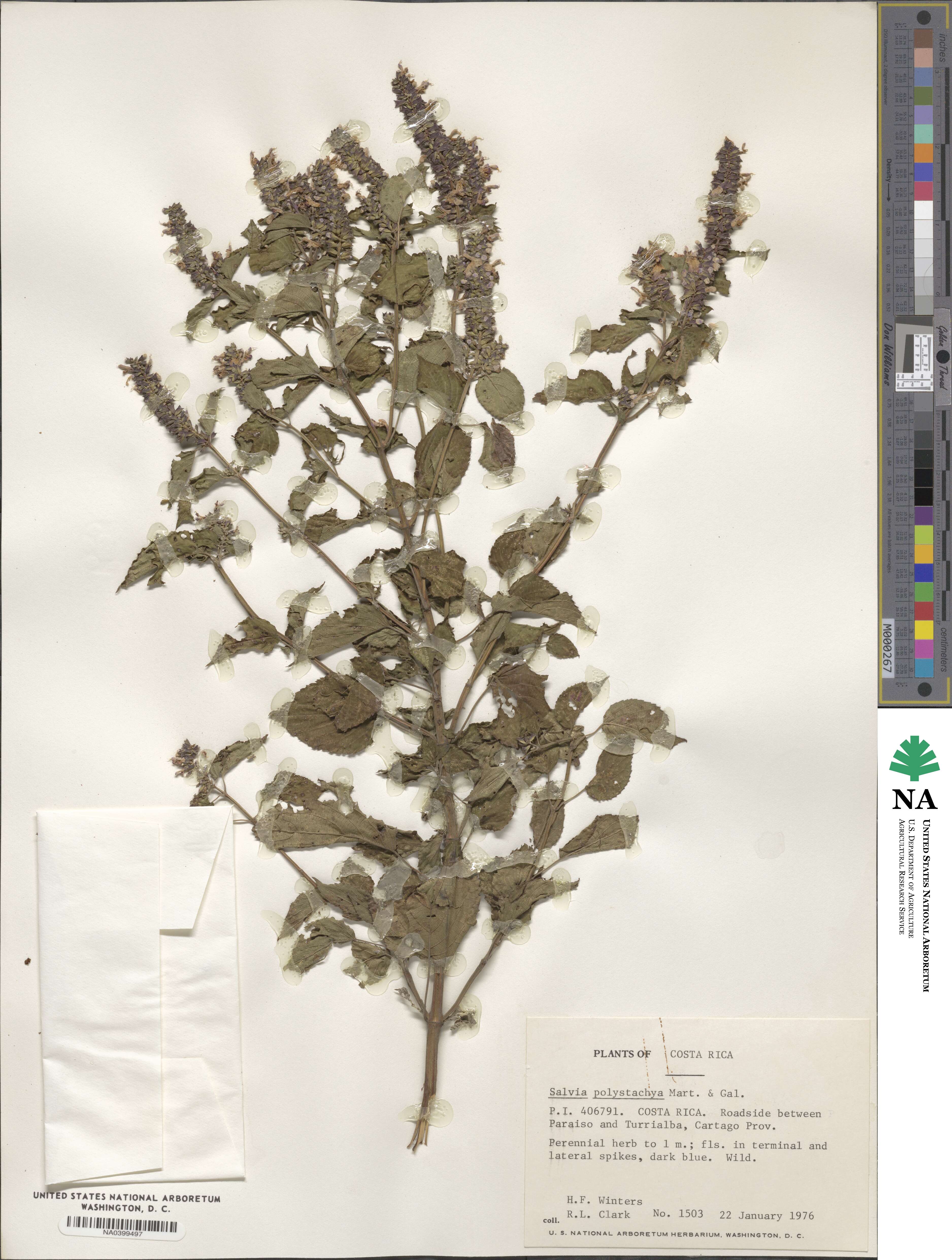 Salvia xalapensis image