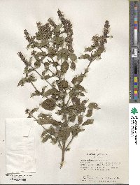 Salvia xalapensis image