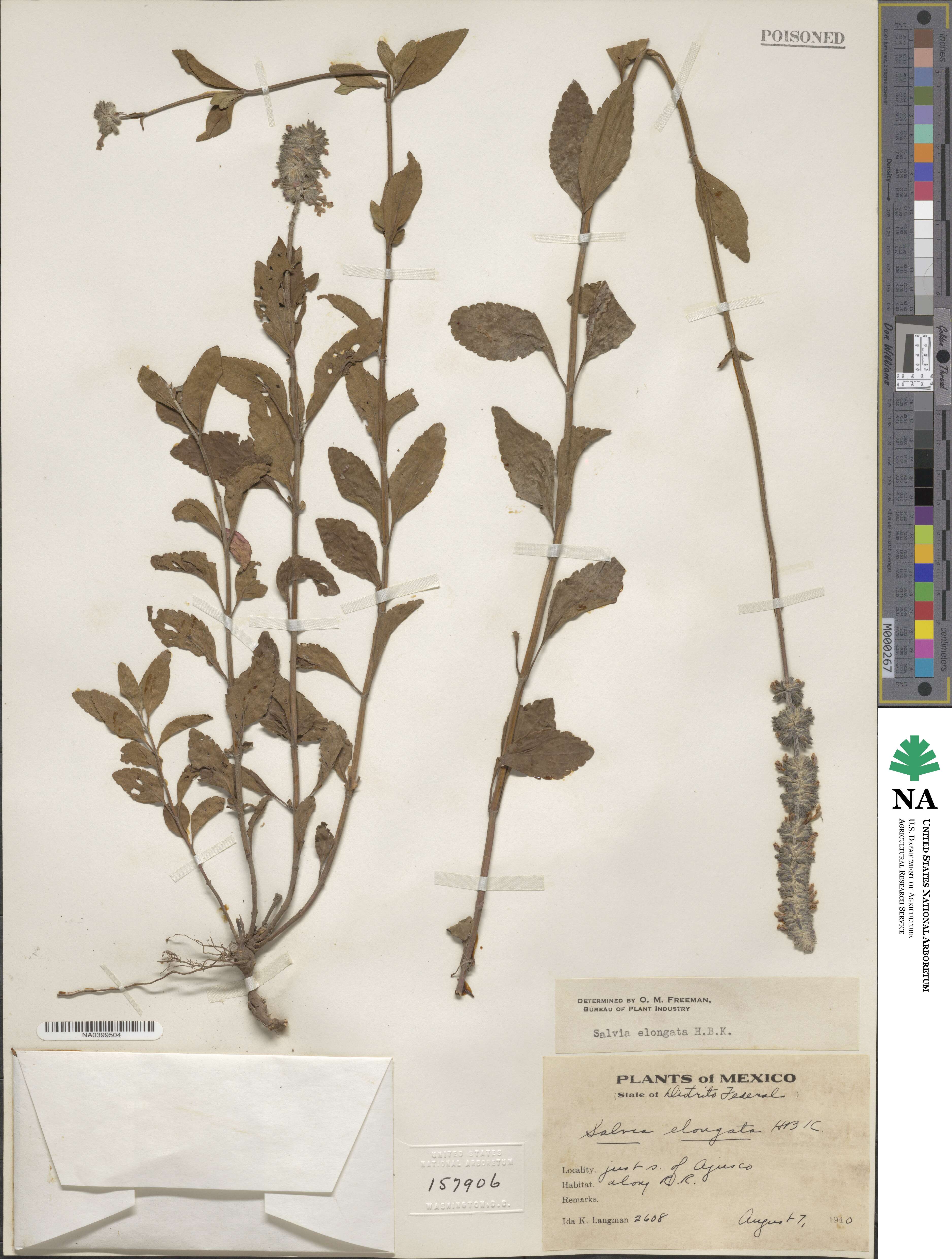 Salvia elongata image