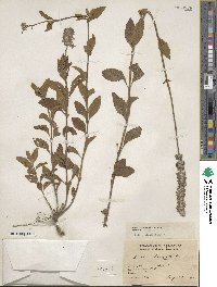 Salvia elongata image