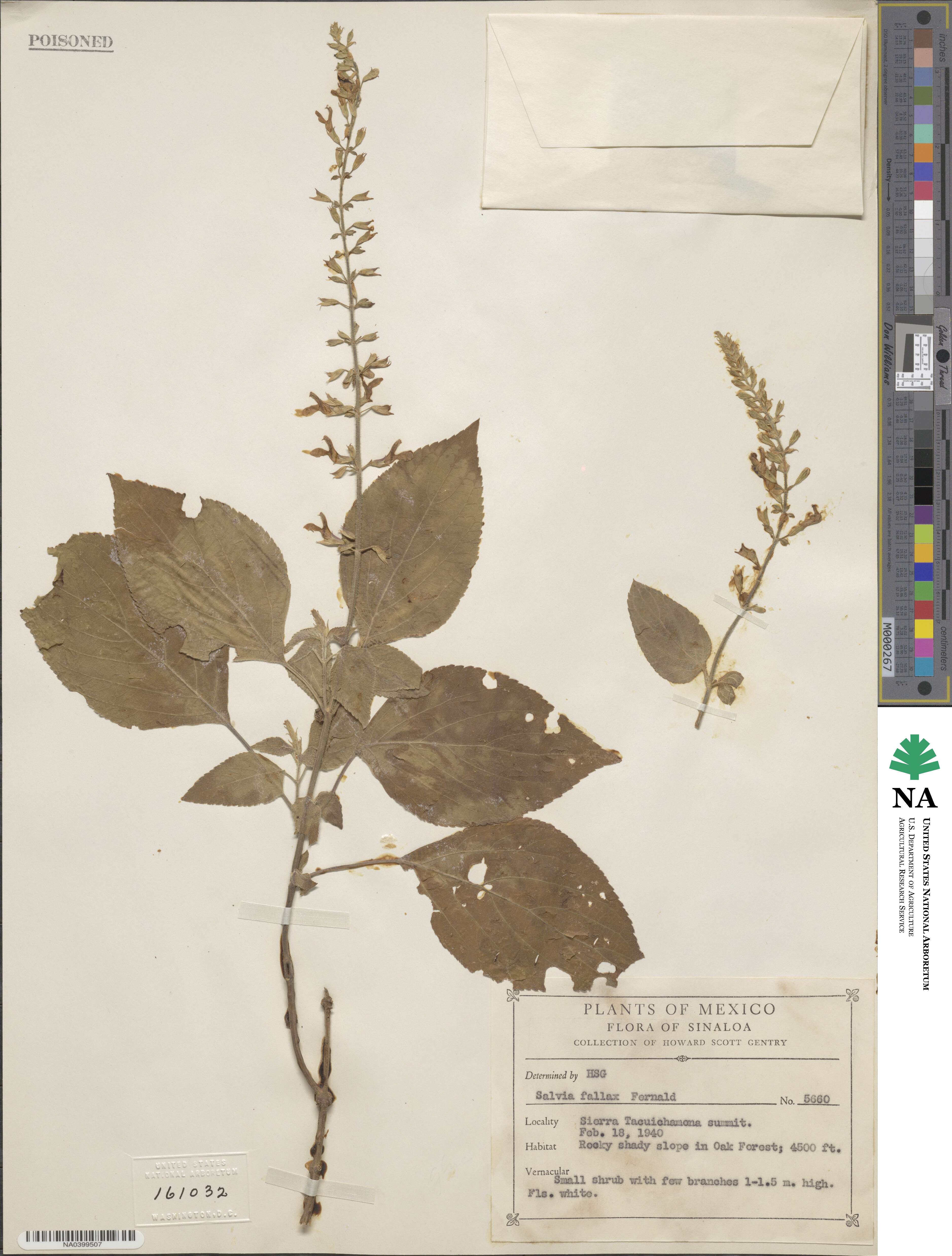 Salvia roscida image