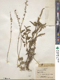 Salvia farinacea image