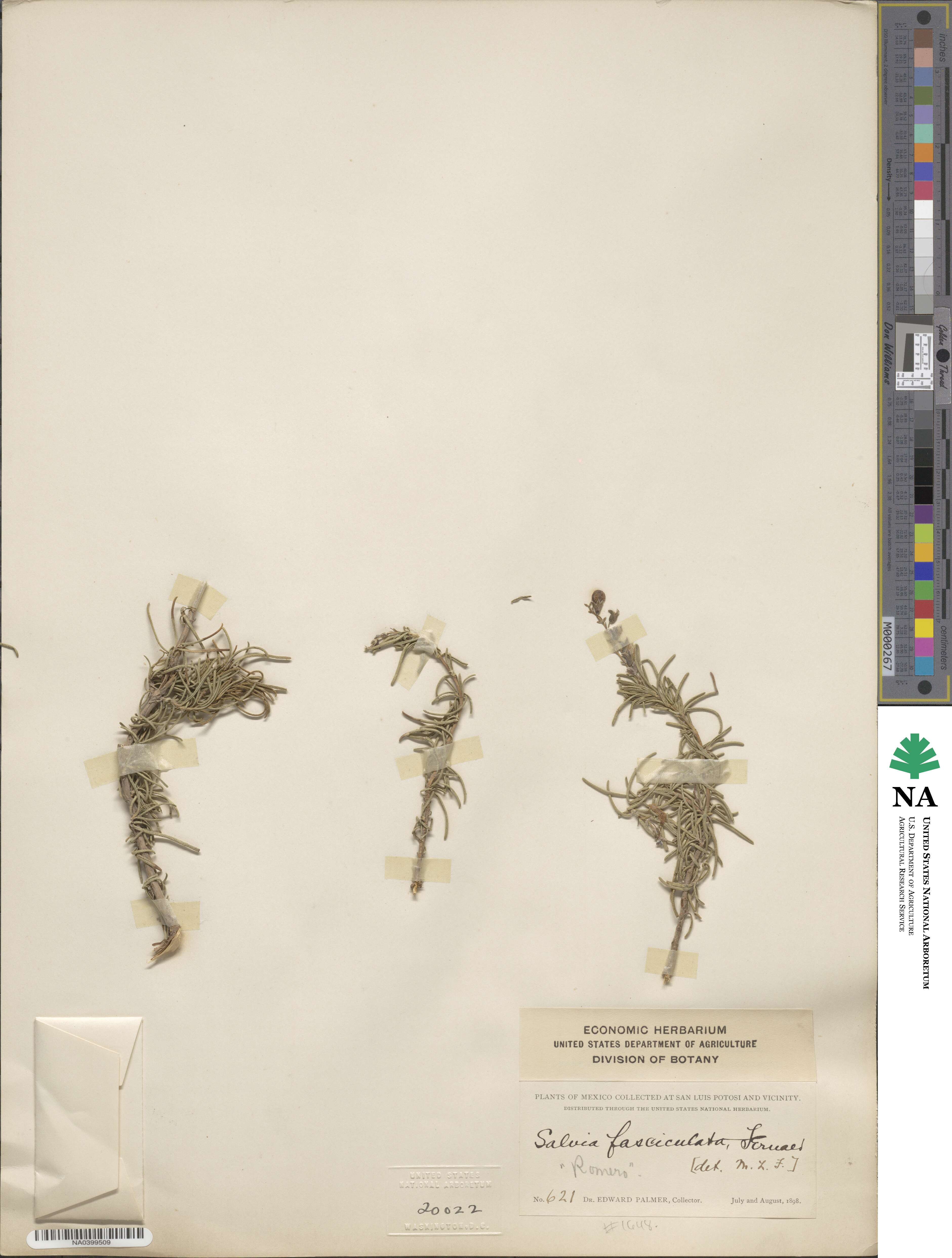 Salvia image