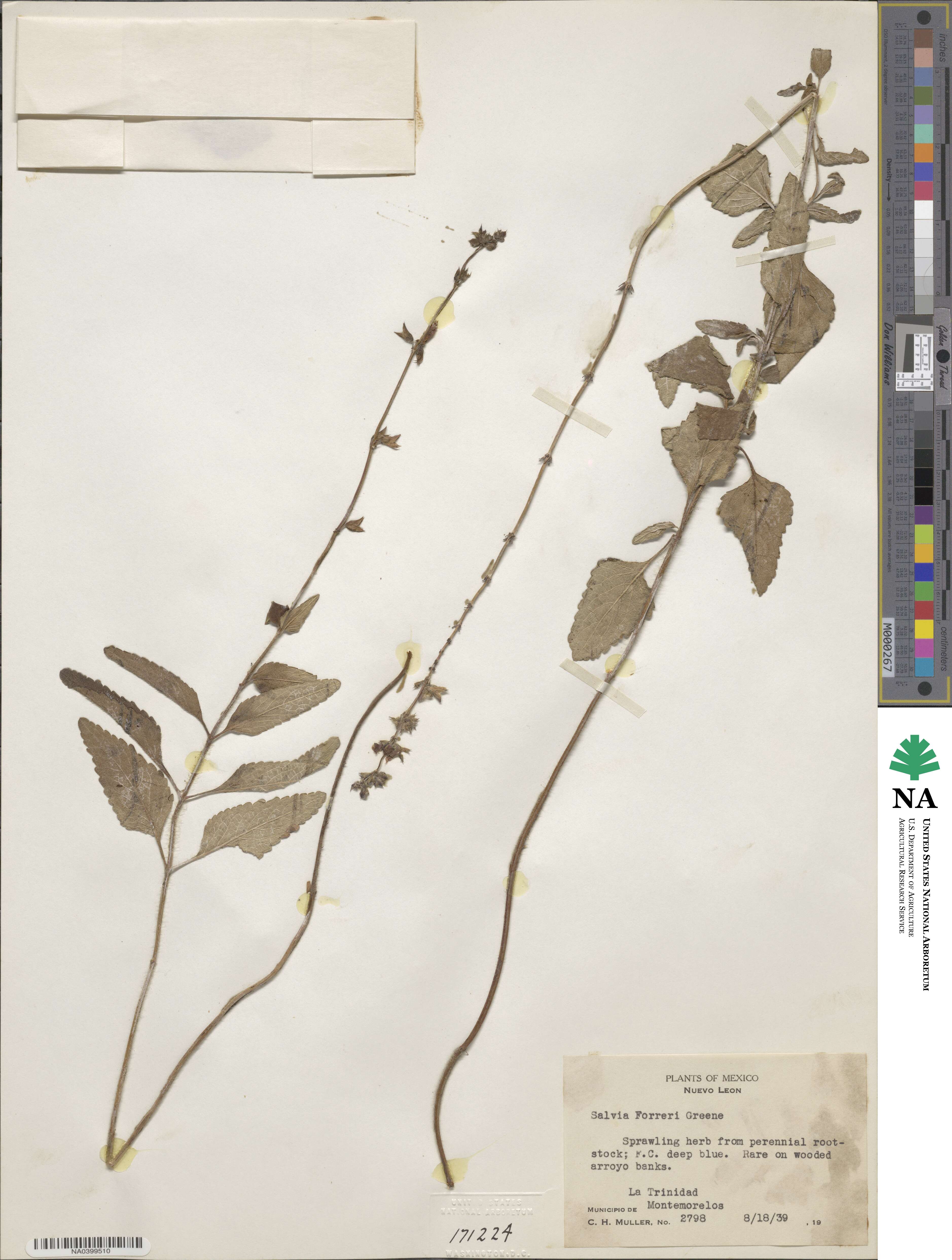 Salvia prunelloides image