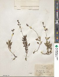 Salvia prunelloides image