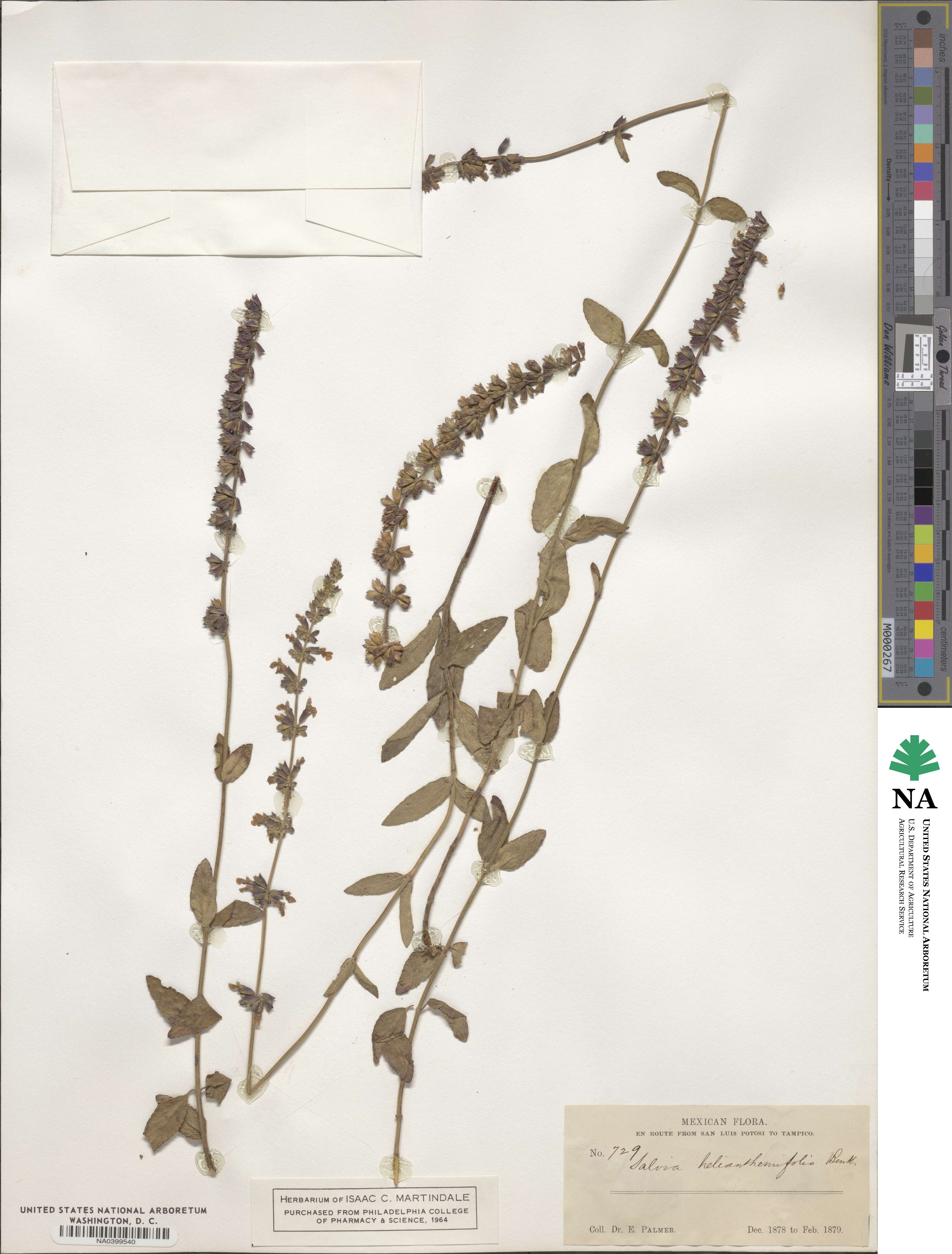 Salvia helianthemifolia image