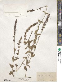 Salvia helianthemifolia image