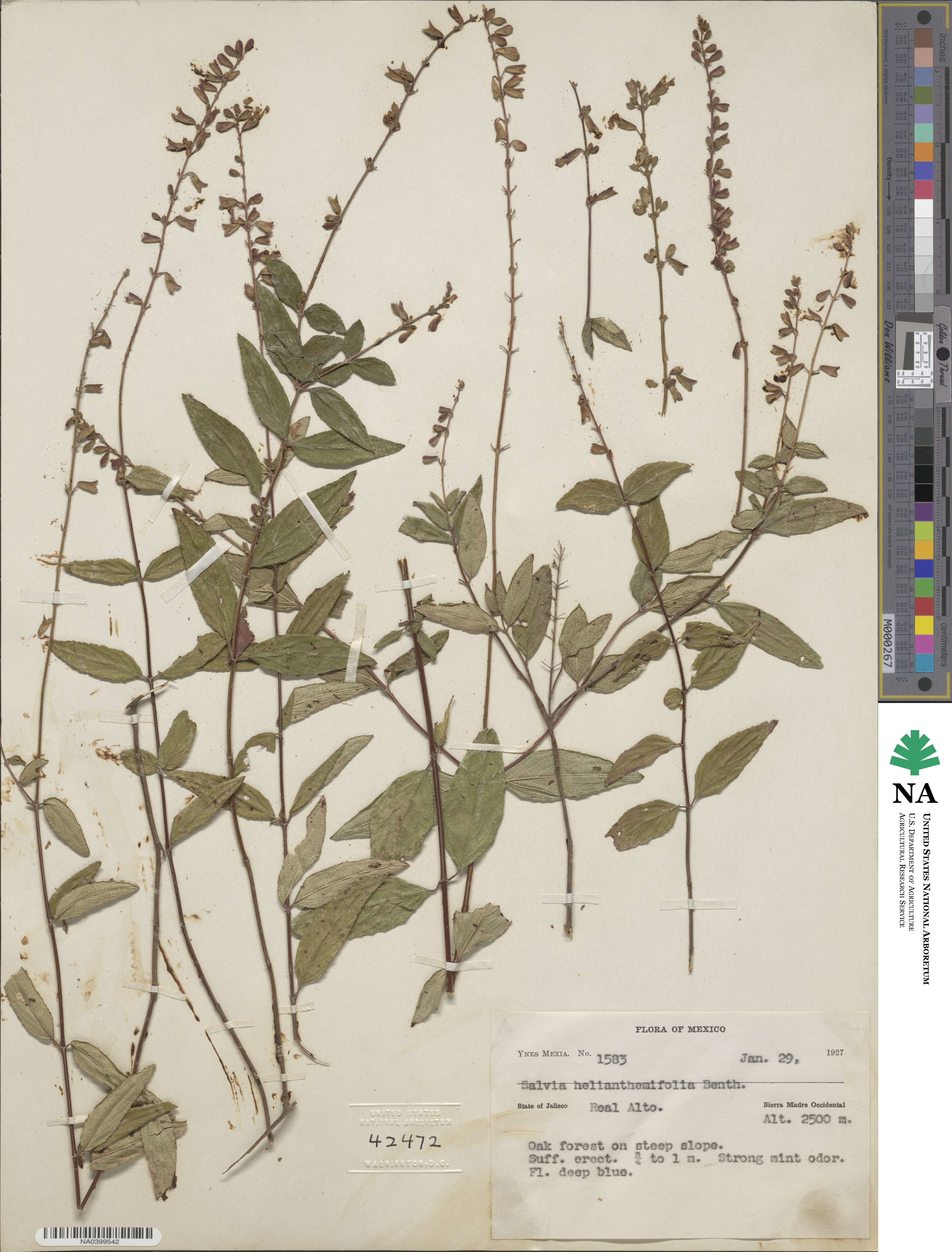 Salvia helianthemifolia image