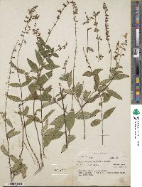 Salvia helianthemifolia image