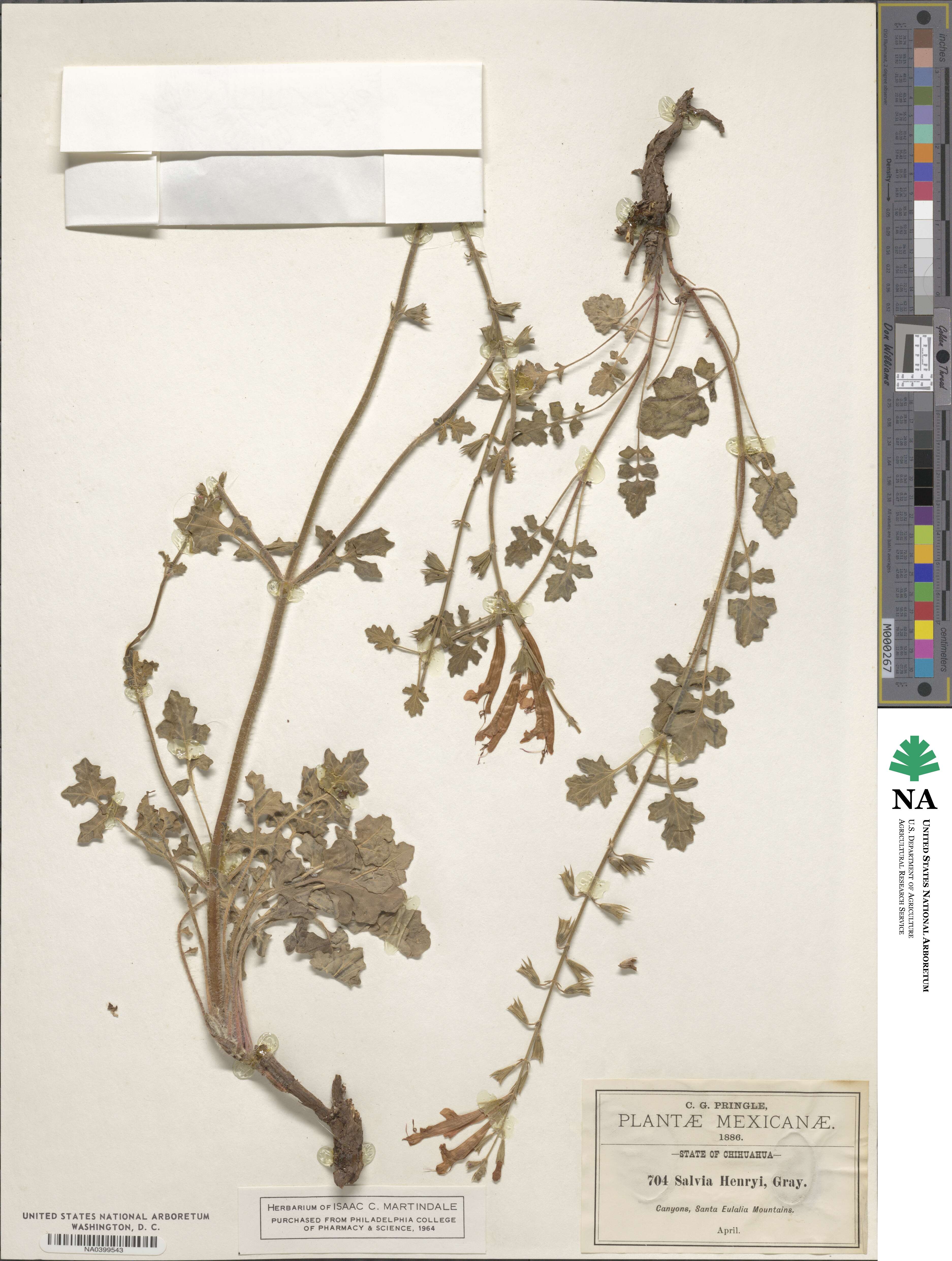Salvia henryi image