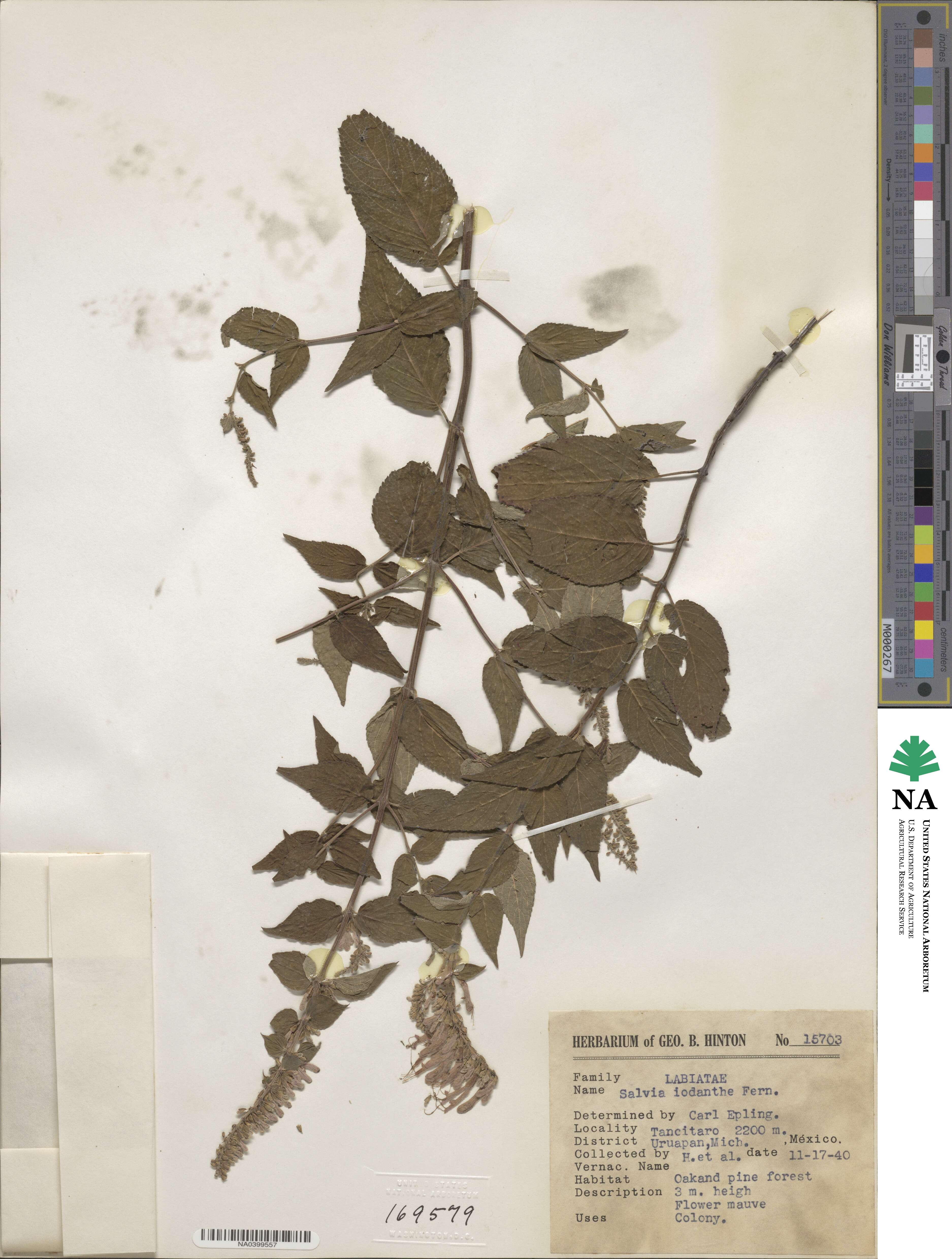Salvia iodantha image