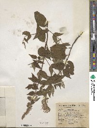 Salvia iodantha image