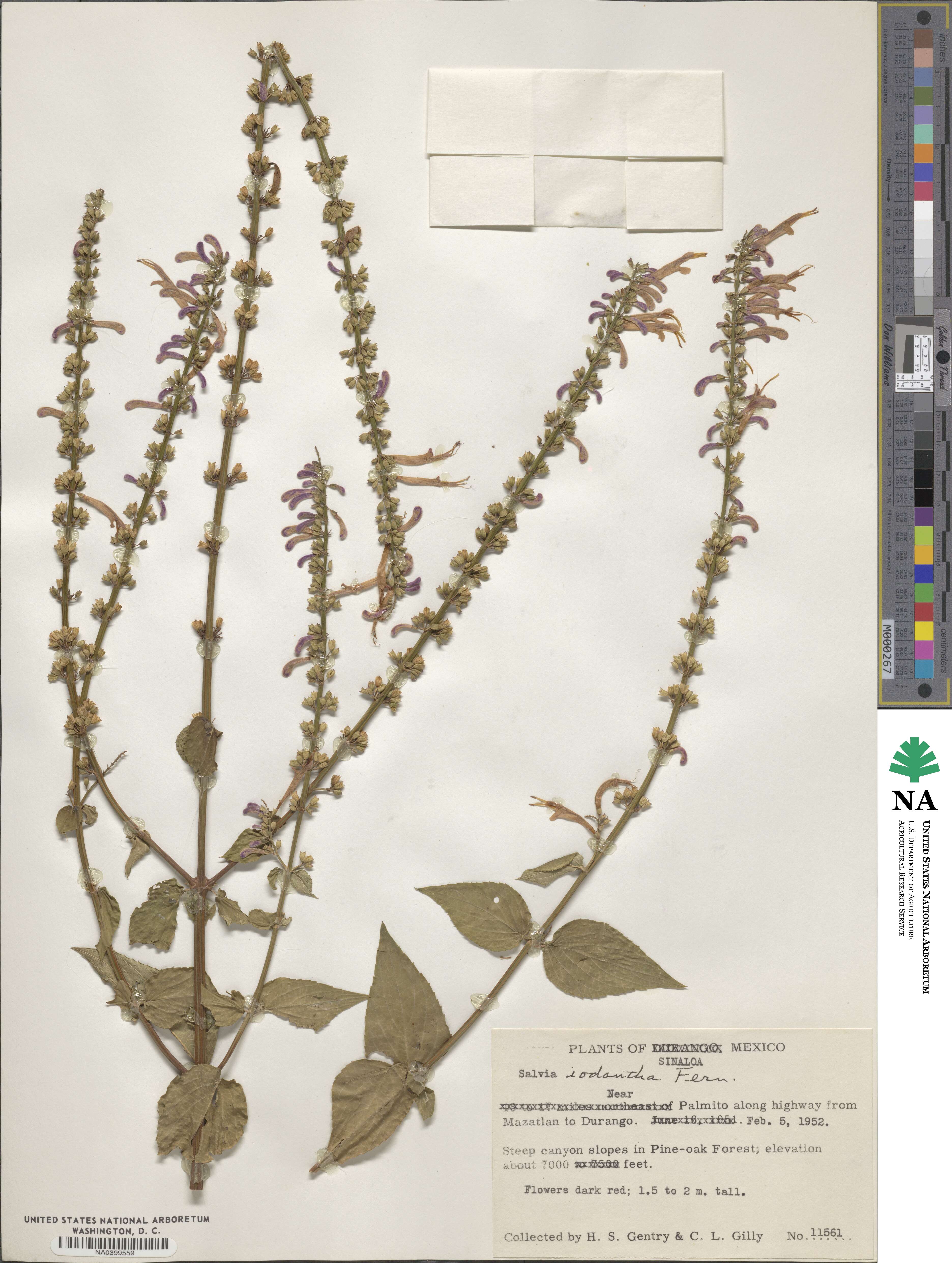 Salvia iodantha image