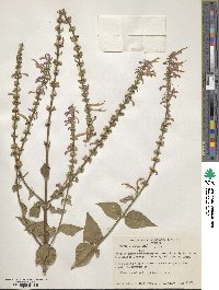 Salvia iodantha image