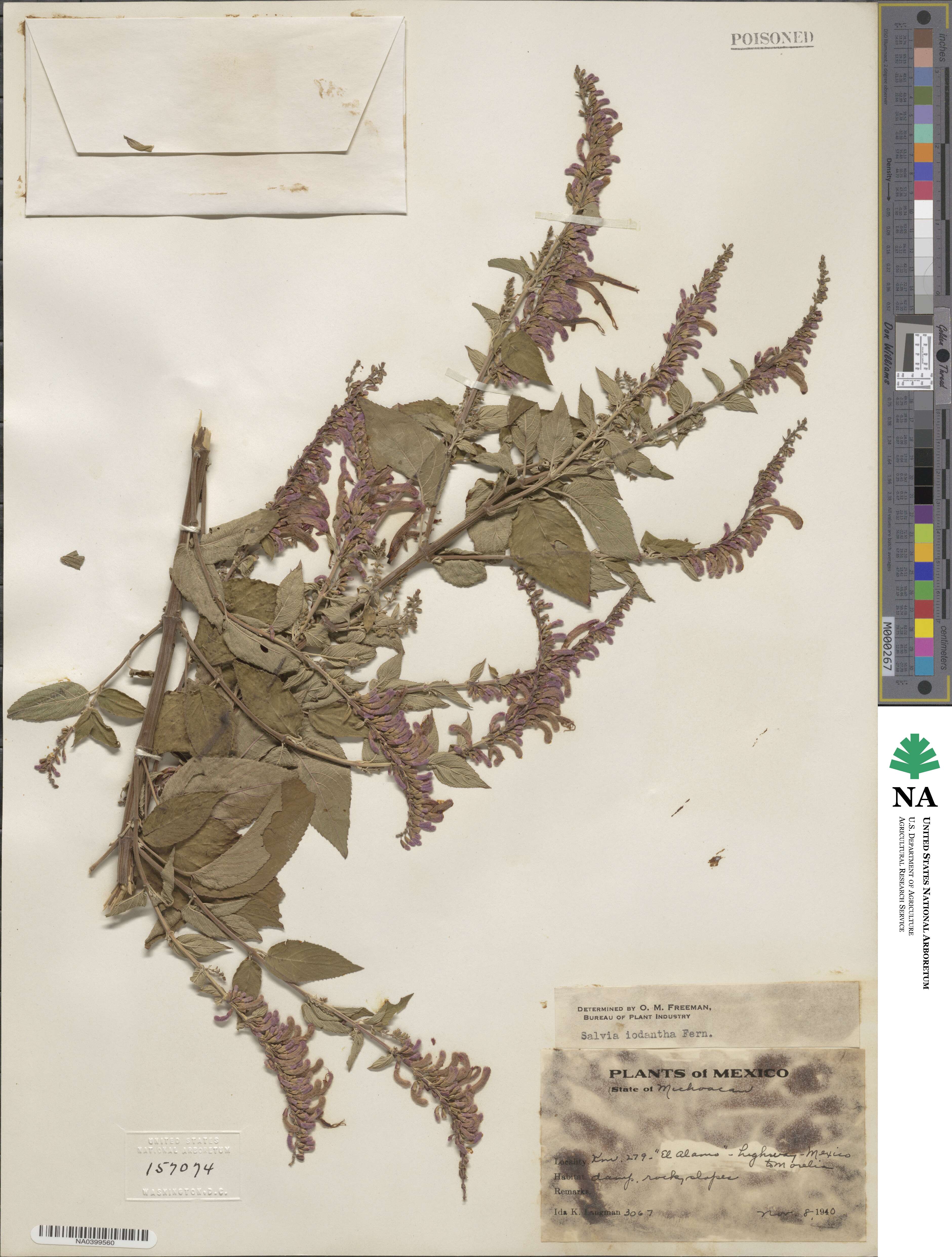 Salvia iodantha image