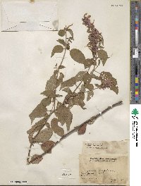 Salvia iodantha image