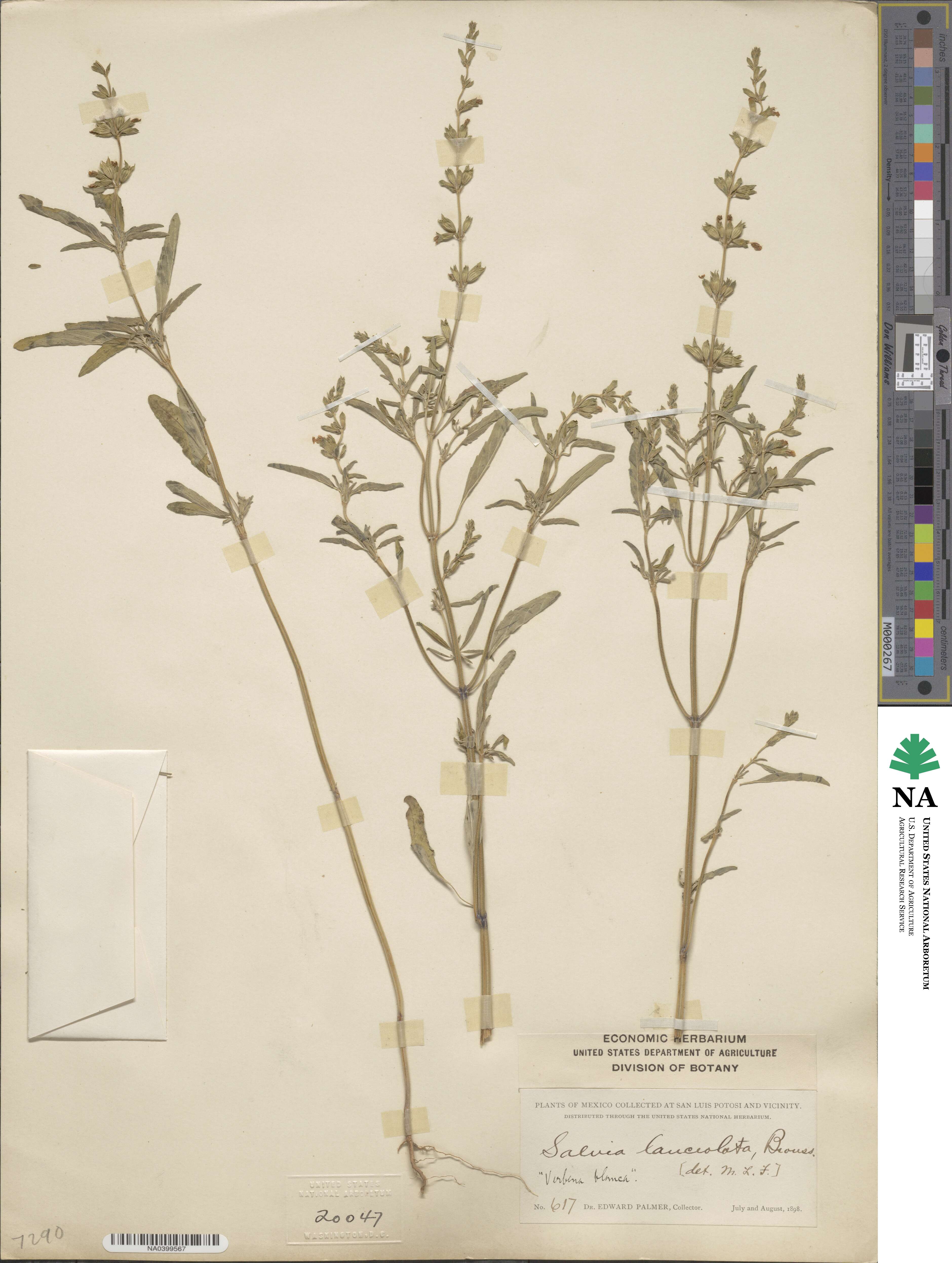 Salvia lanceolata image