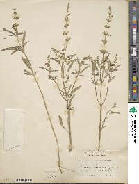 Salvia lanceolata image