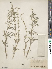 Salvia lanceolata image