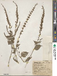 Salvia languidula image