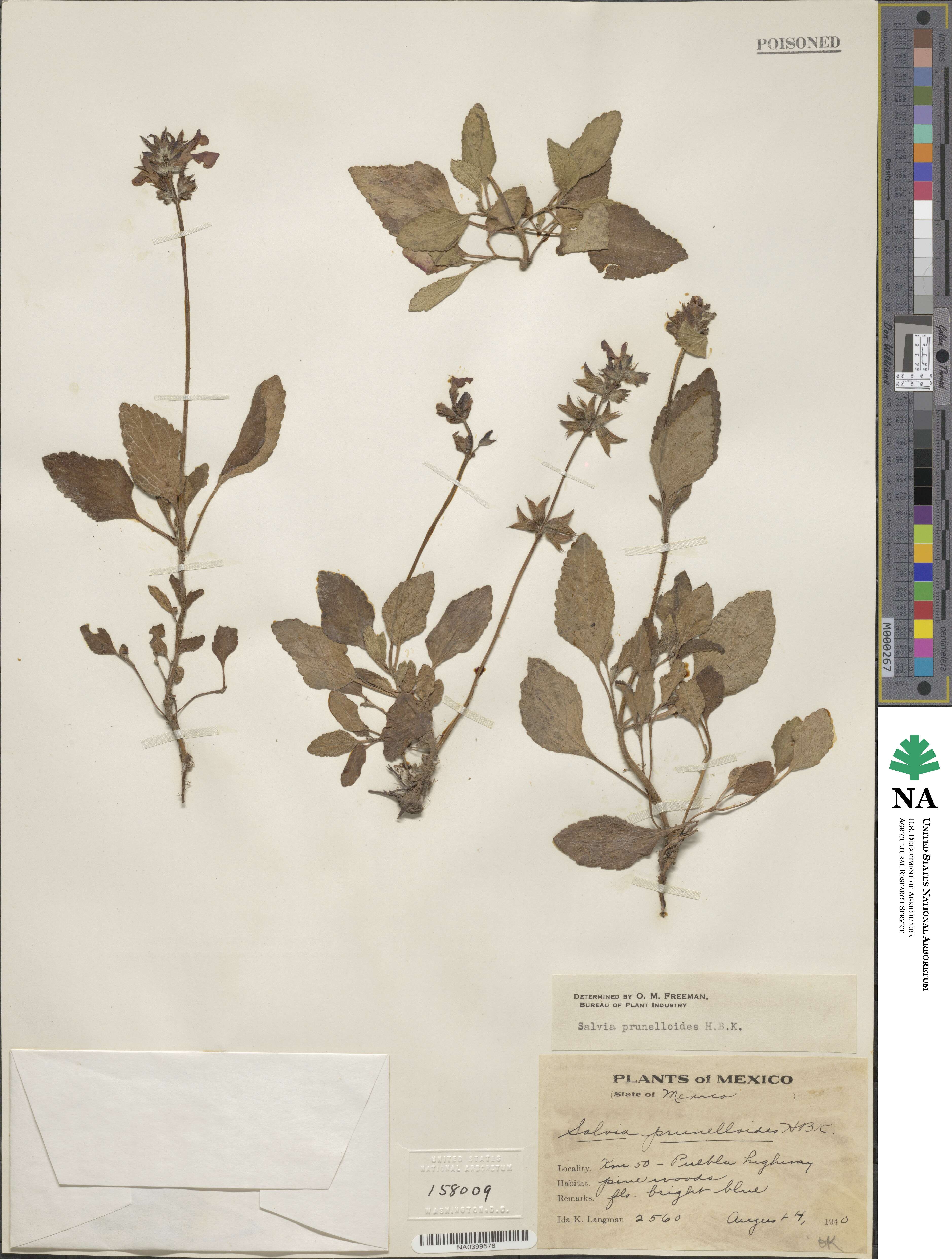 Salvia prunelloides image