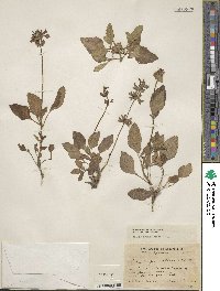 Salvia prunelloides image