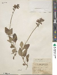 Salvia prunelloides image