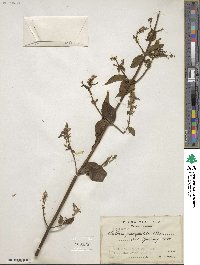 Salvia purpurea image