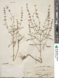 Salvia reflexa image