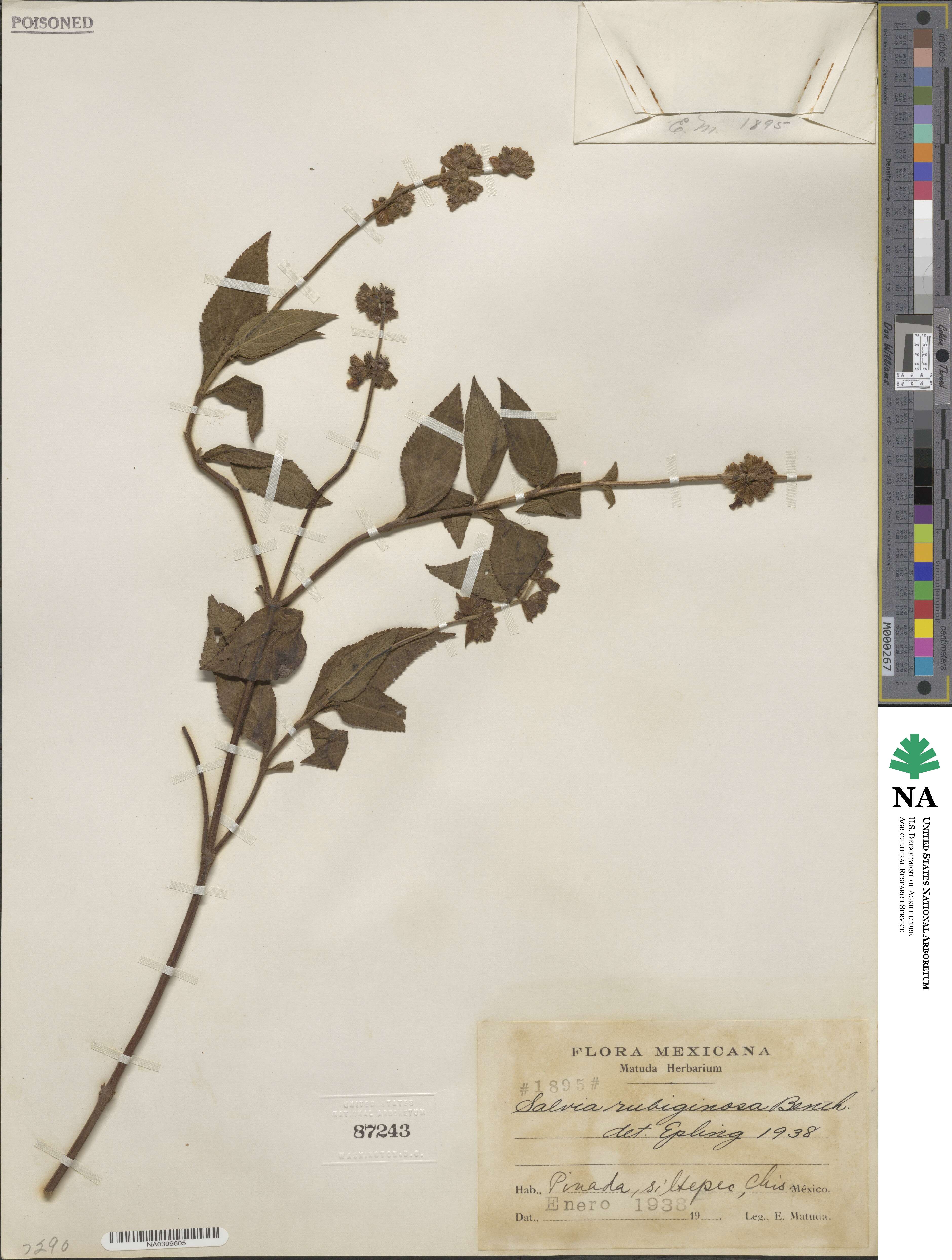 Salvia mocinoi image
