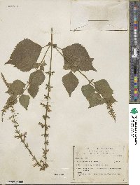 Salvia seemannii image