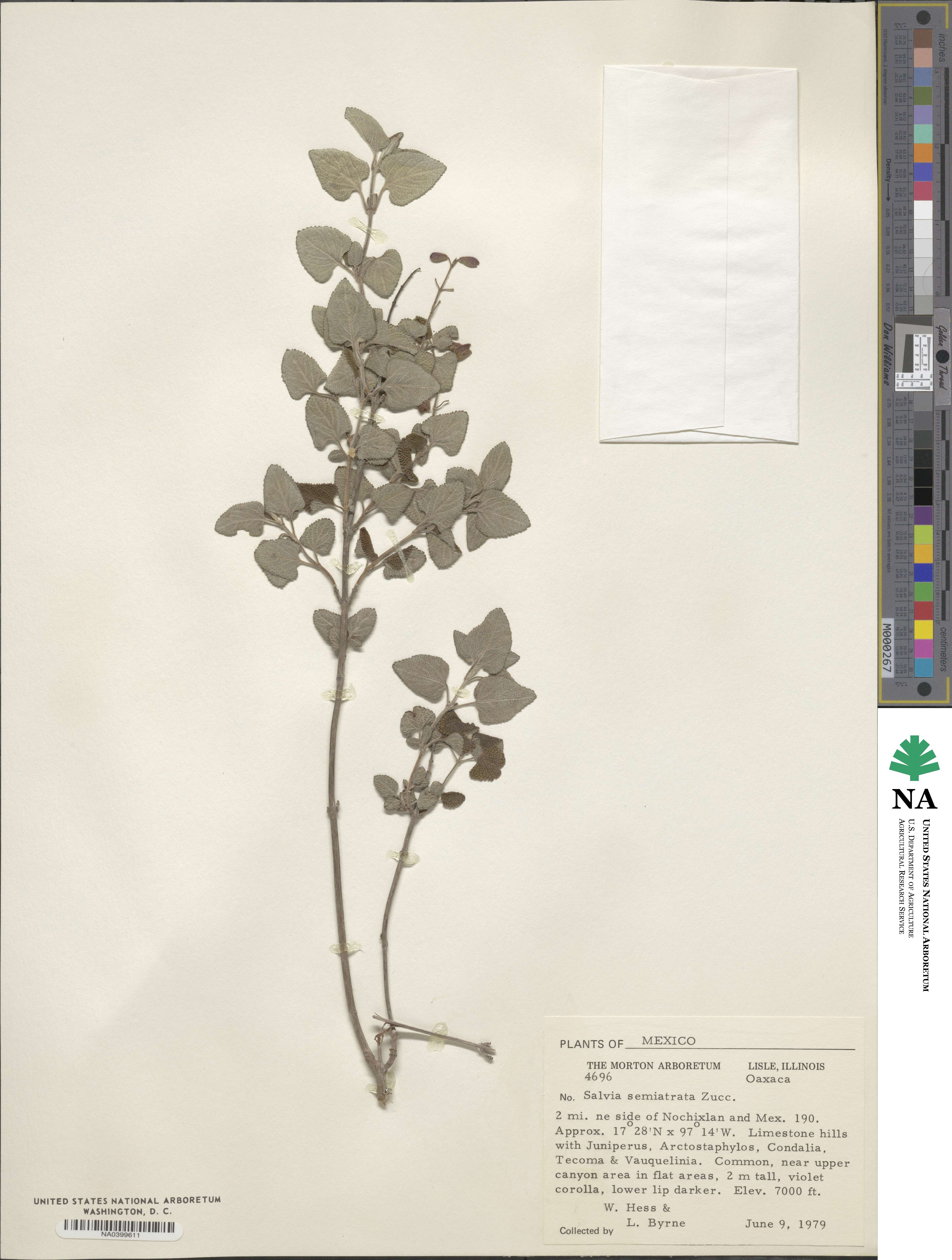 Salvia semiatrata image