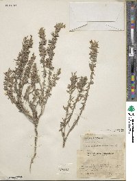 Salvia texana image