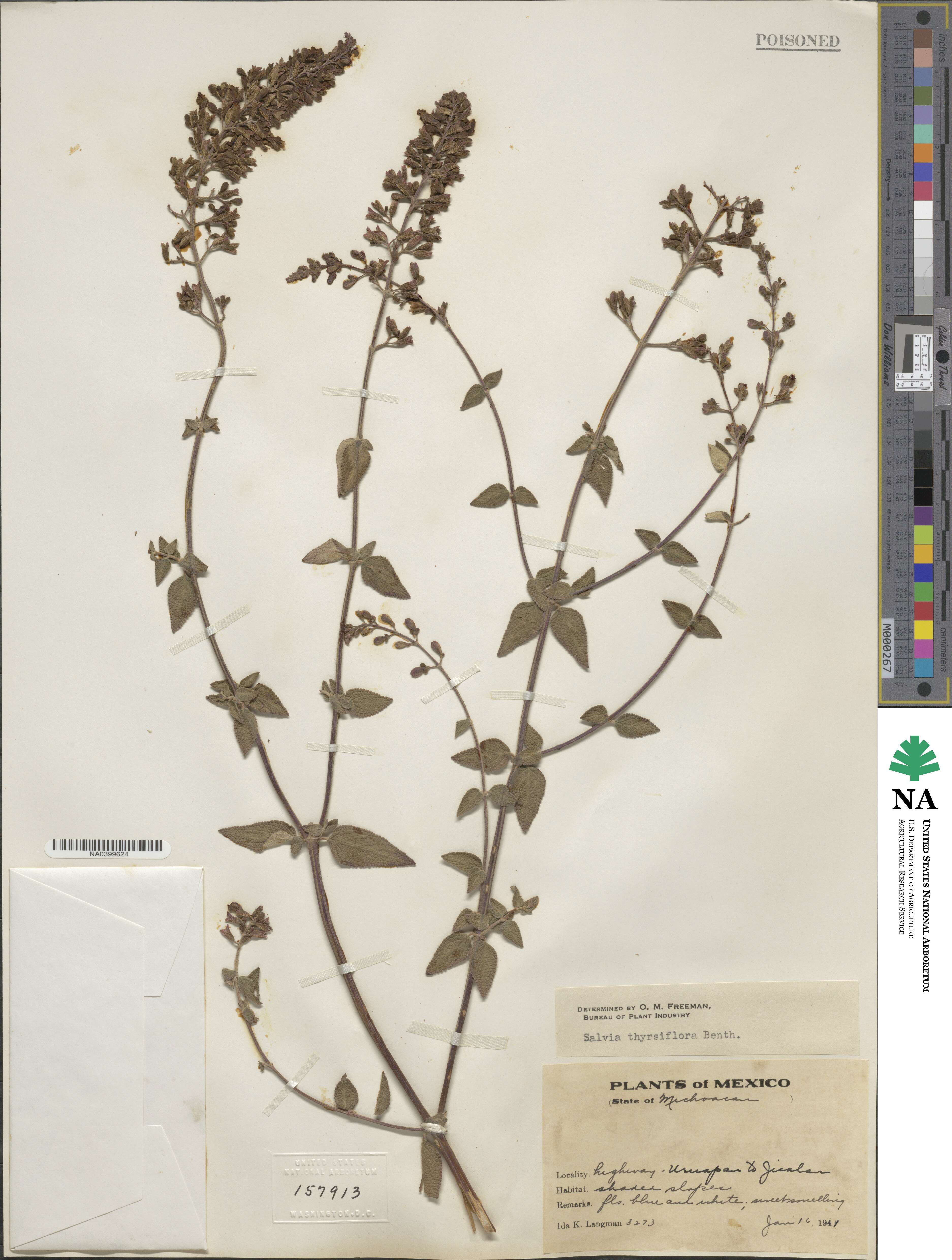 Salvia thyrsiflora image