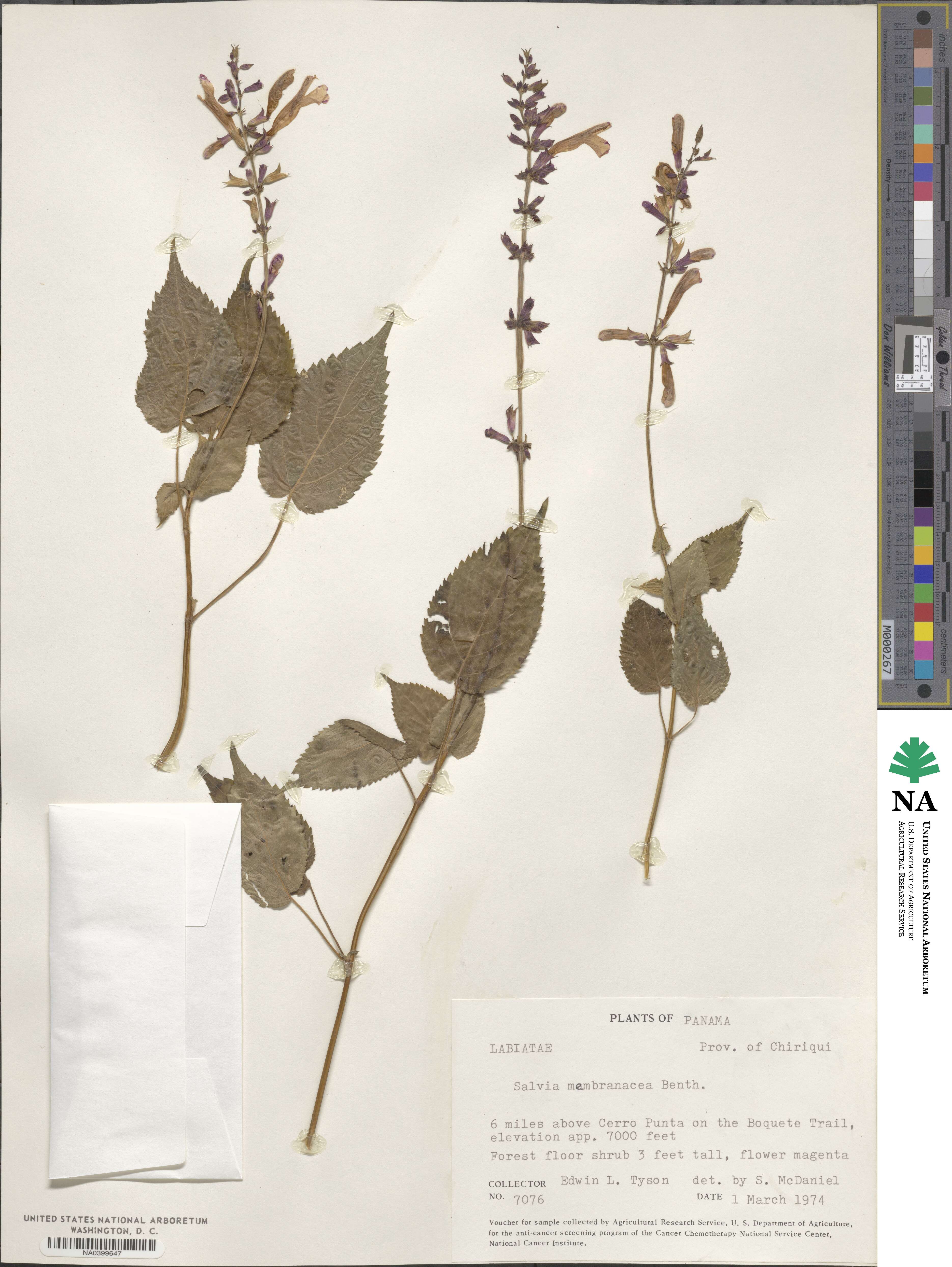 Salvia carnea image