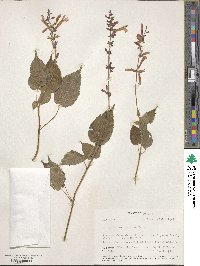 Salvia carnea image