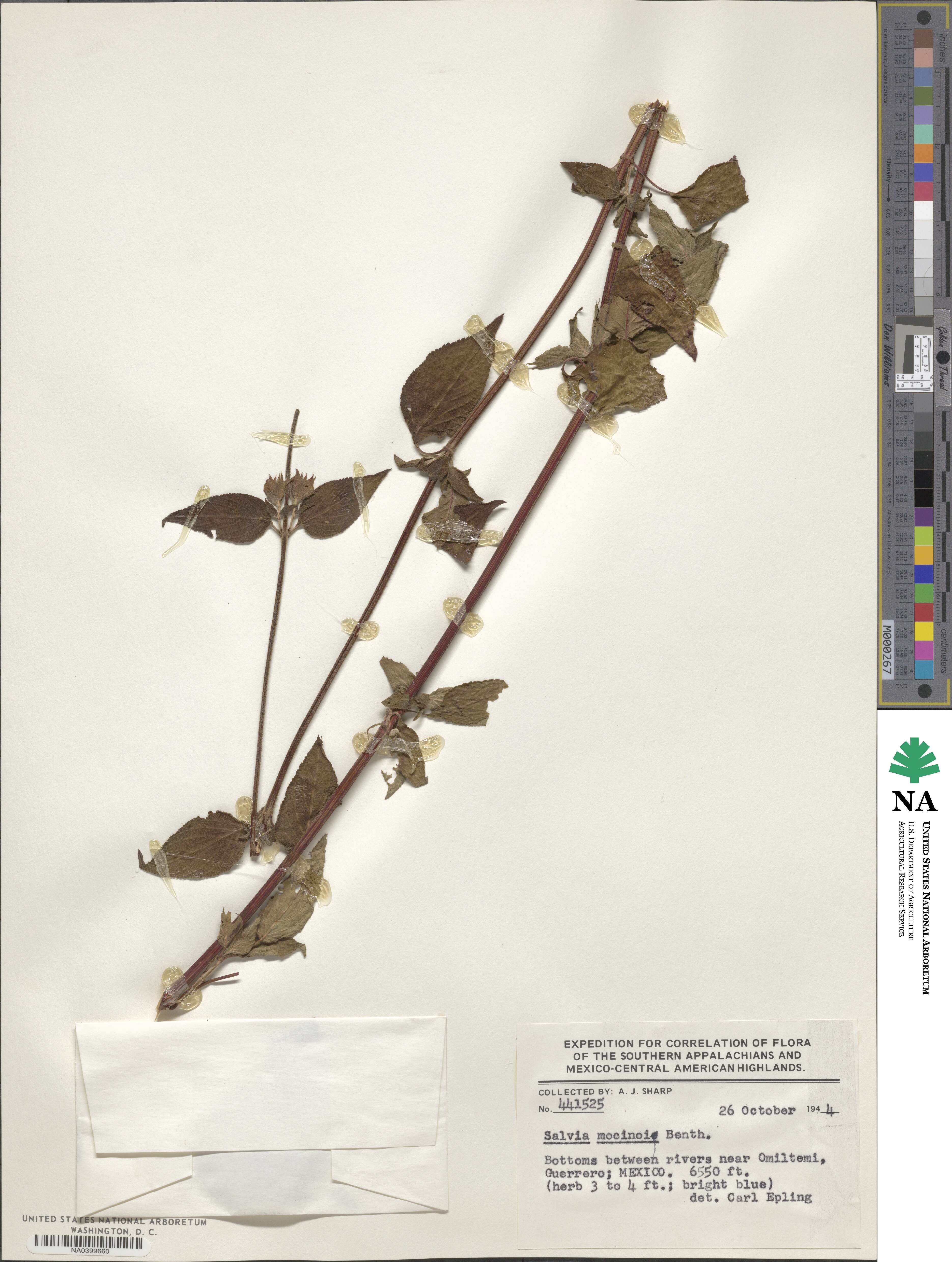 Salvia mocinoi image