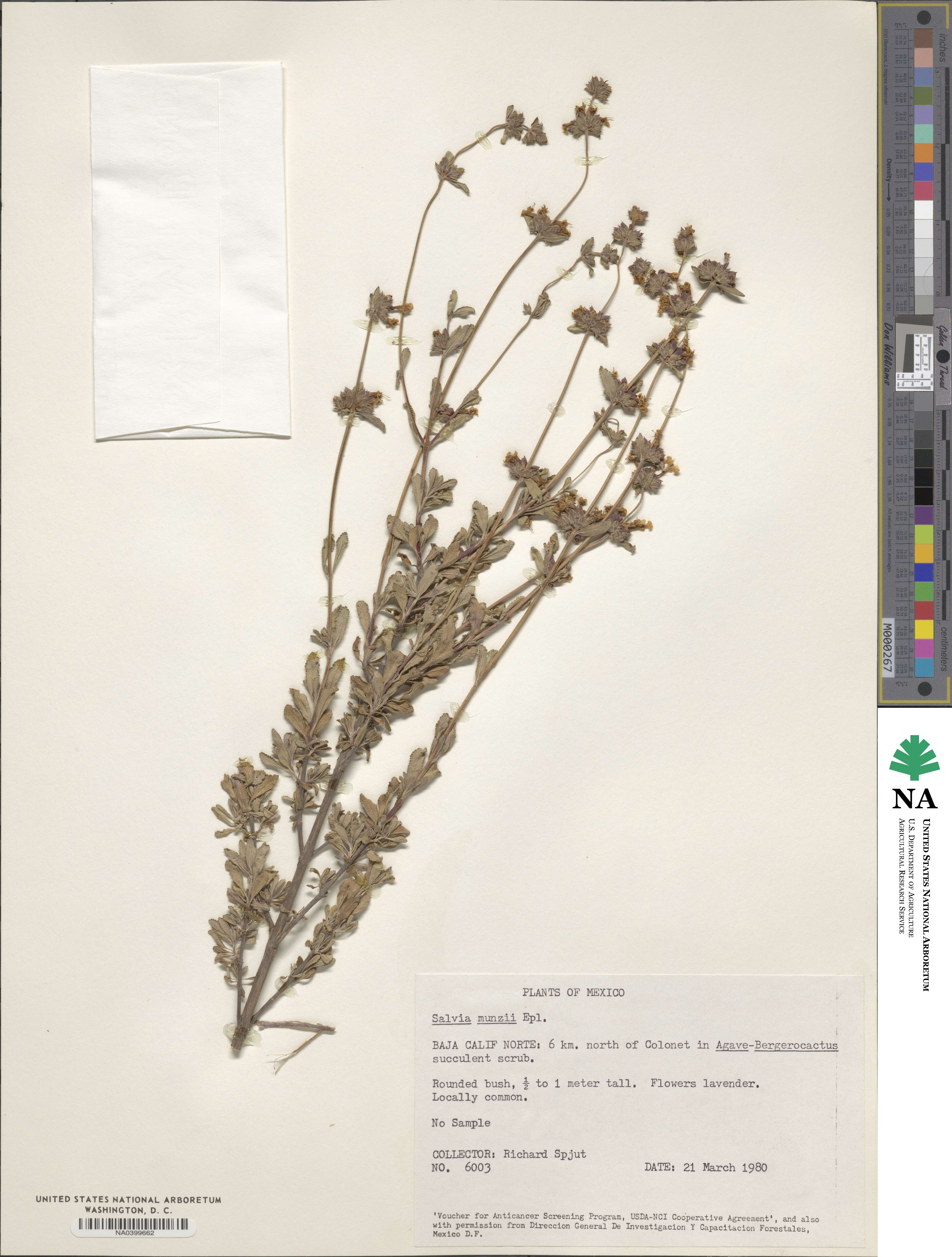 Salvia munzii image