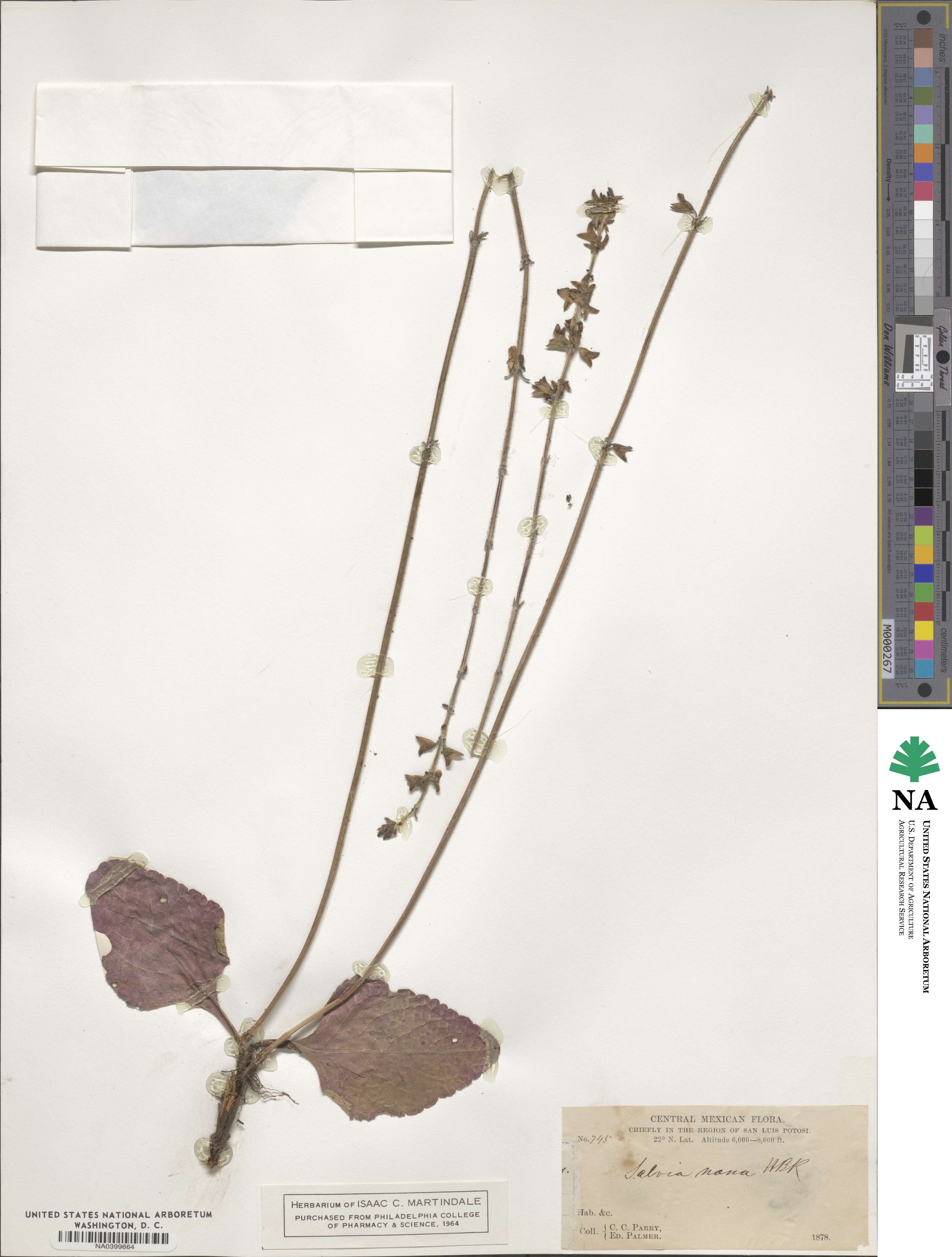 Salvia nana image