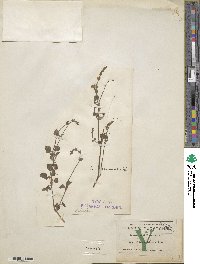 Salvia occidentalis image