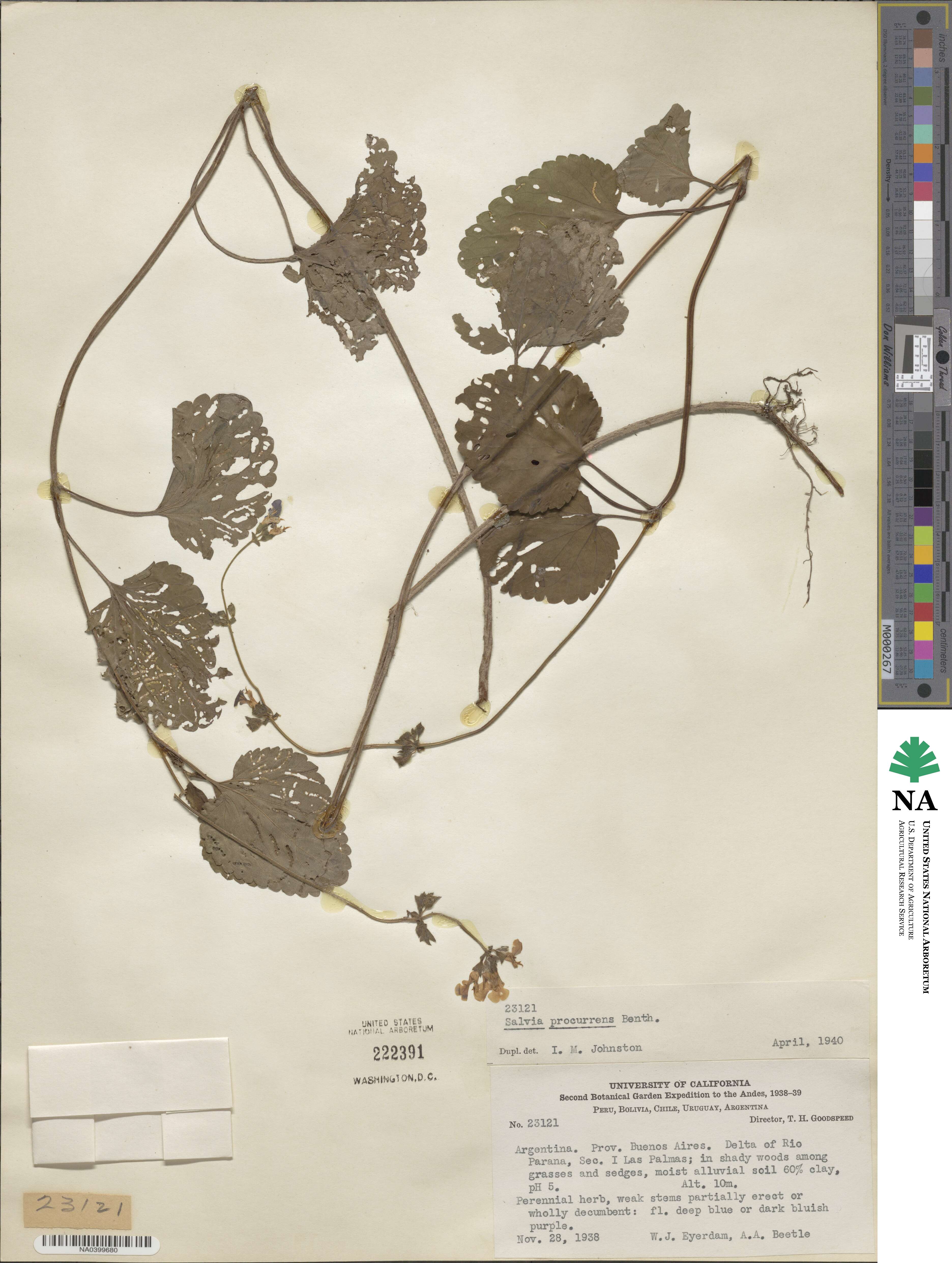 Salvia procurrens image