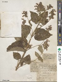 Salvia rhinosima image