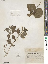 Salvia rhombifolia image