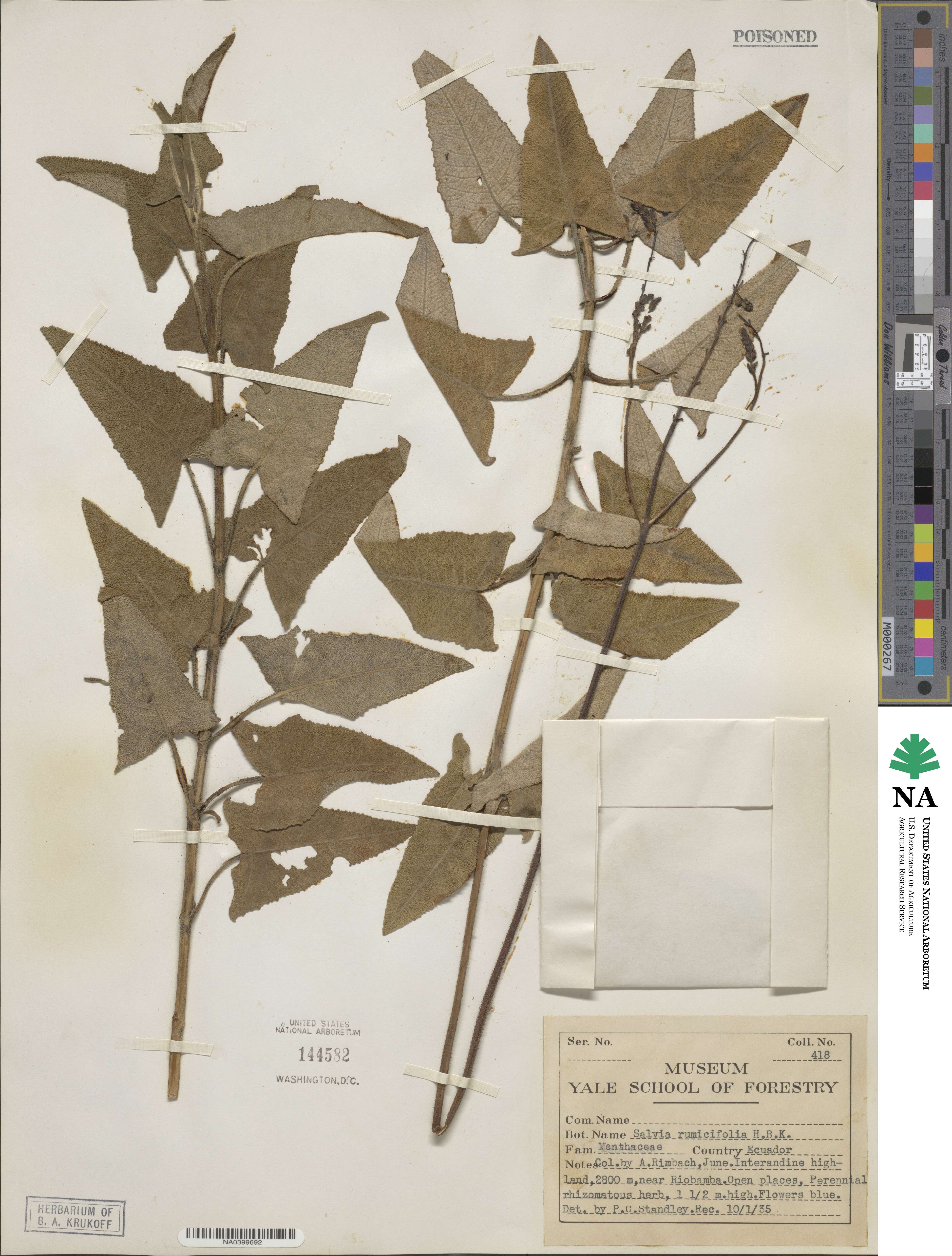 Salvia sagittata image