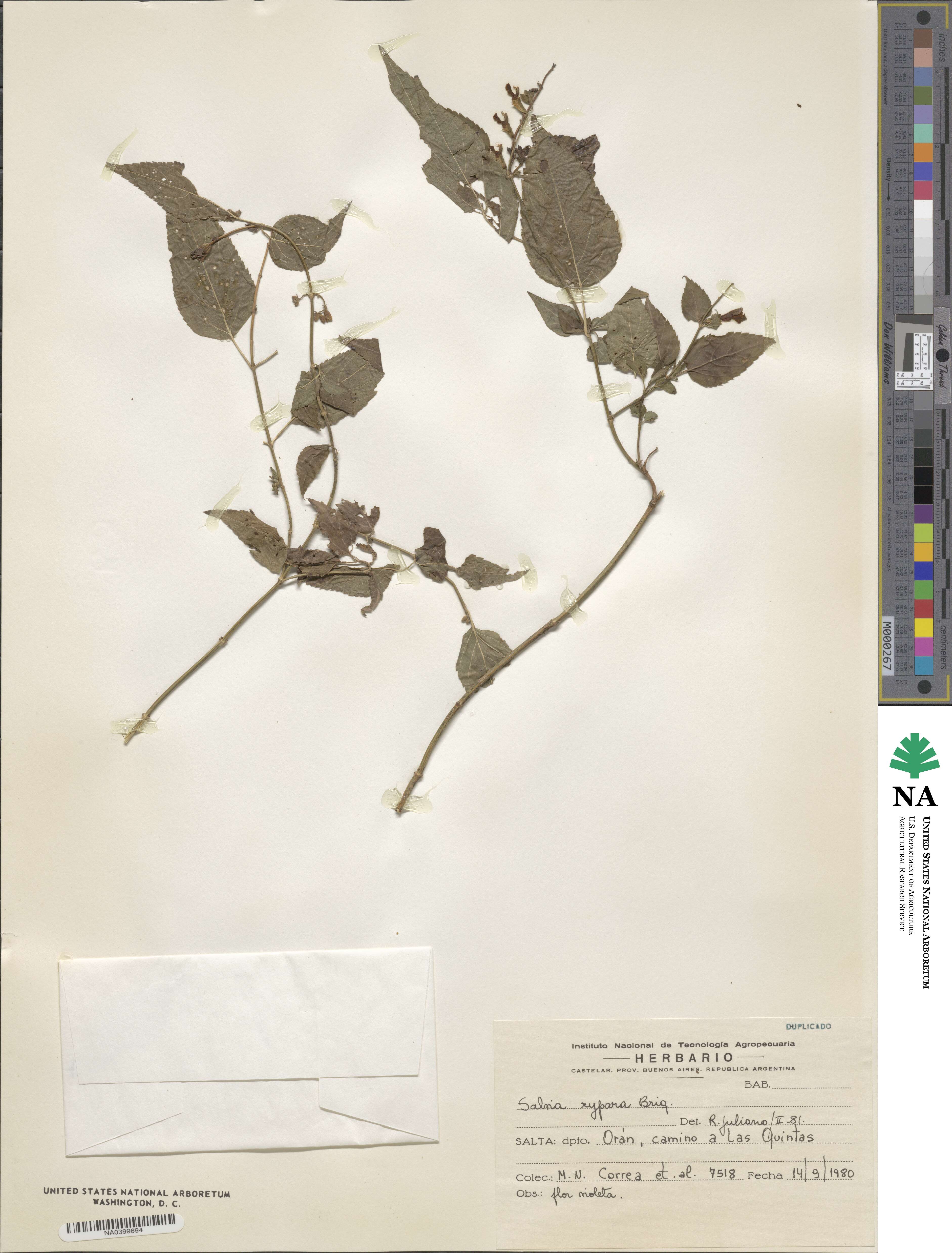 Salvia rypara image