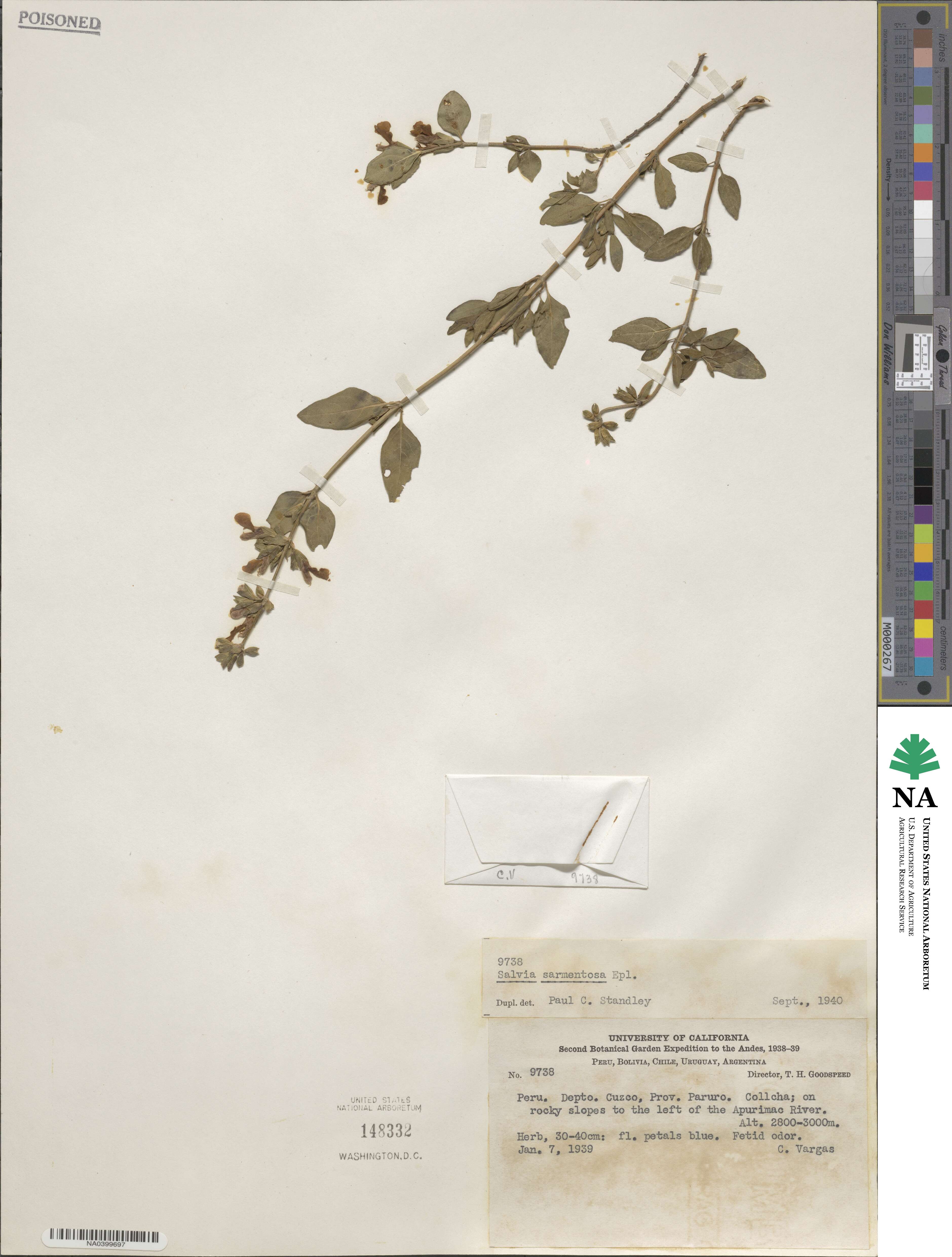 Salvia sarmentosa image