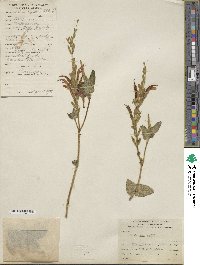 Salvia squalens image