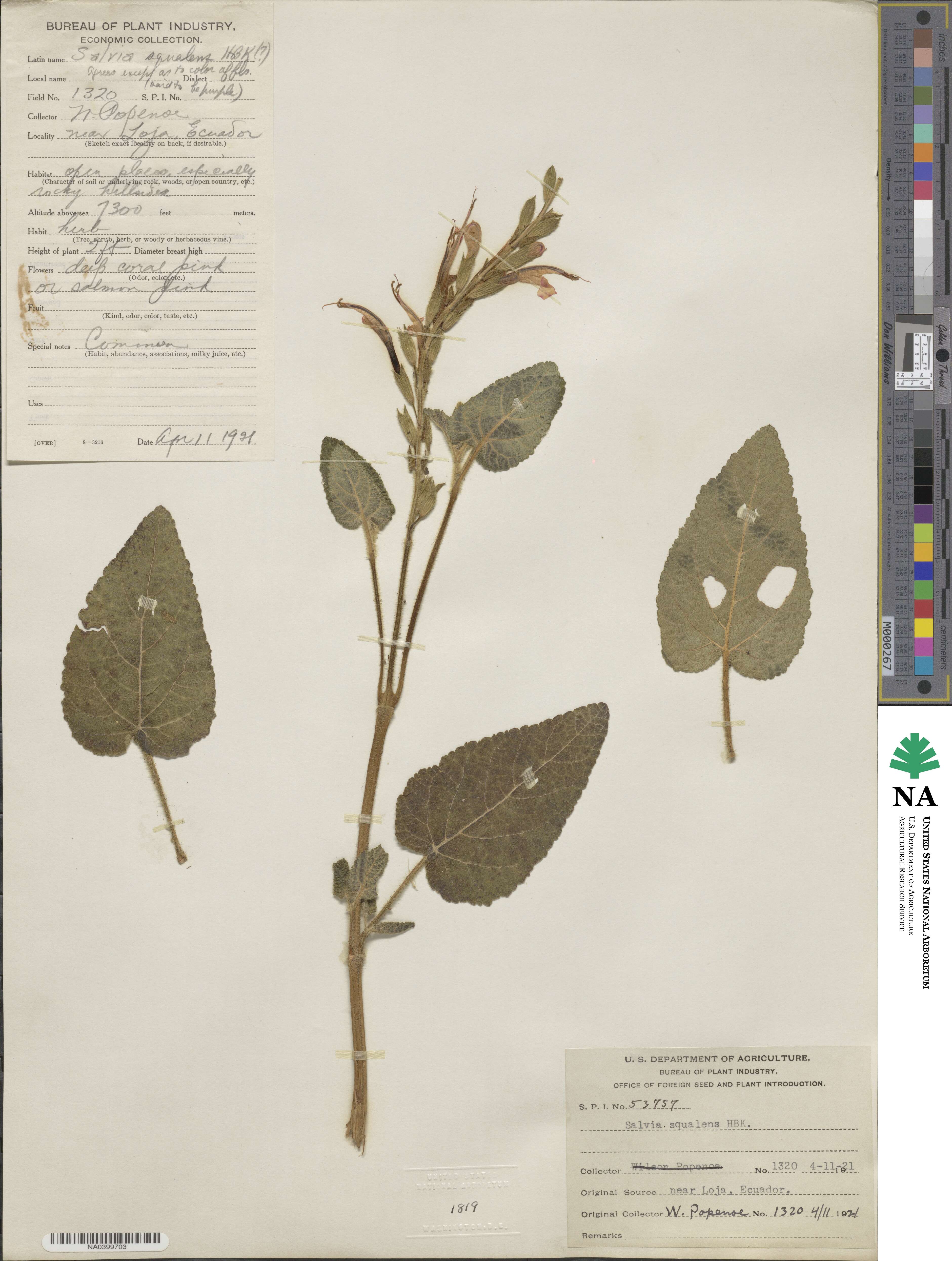 Salvia squalens image