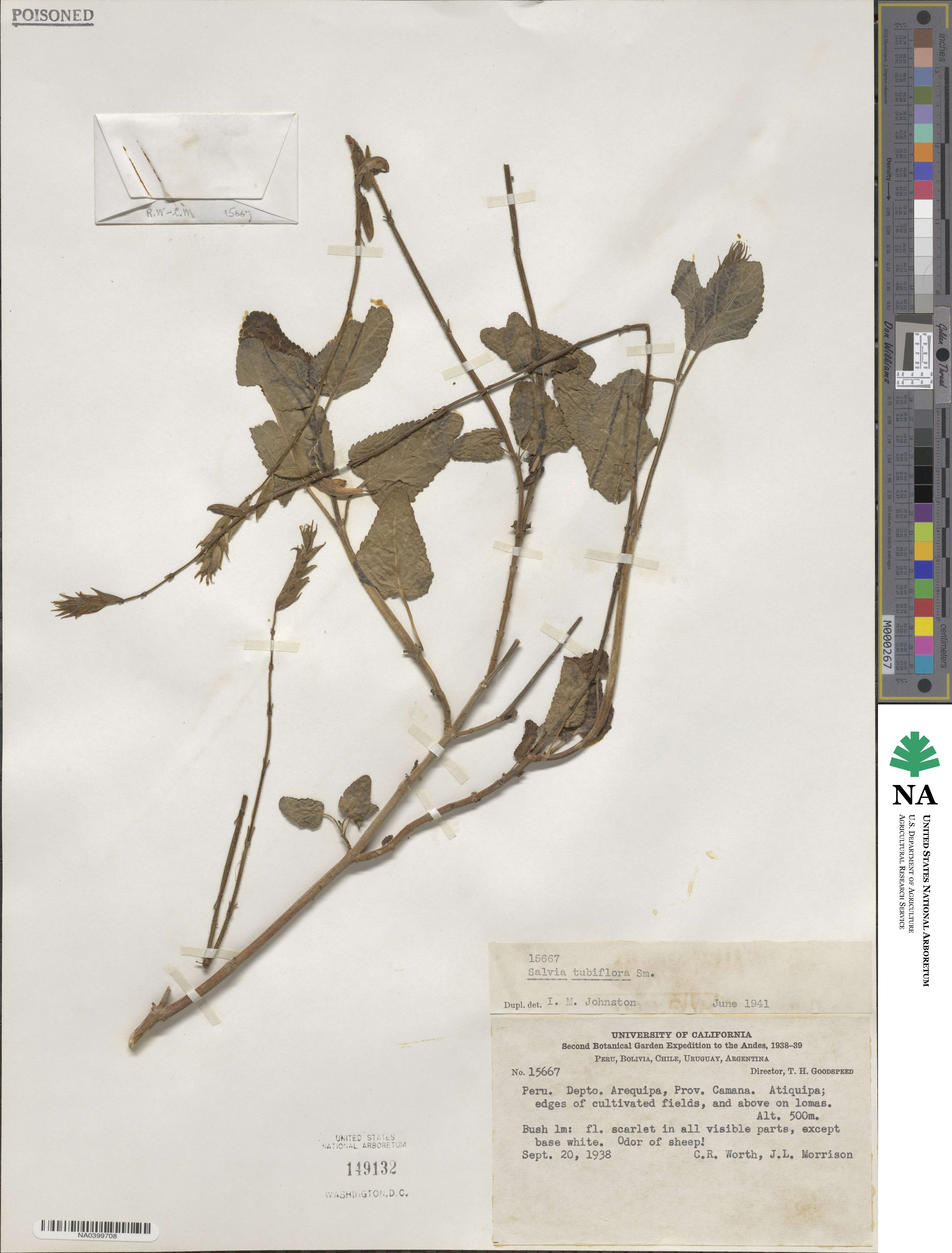 Salvia tubiflora image