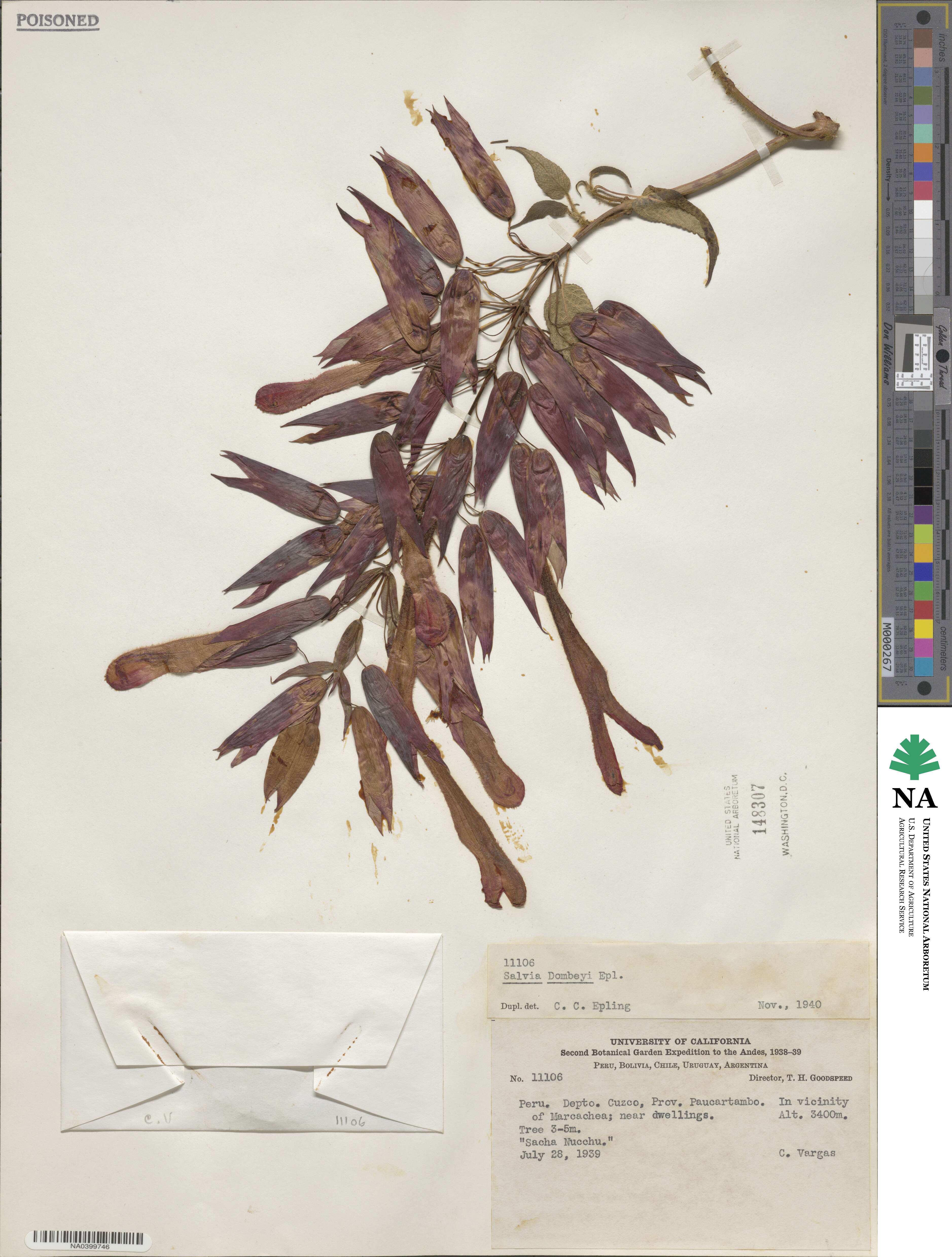 Salvia dombeyi image